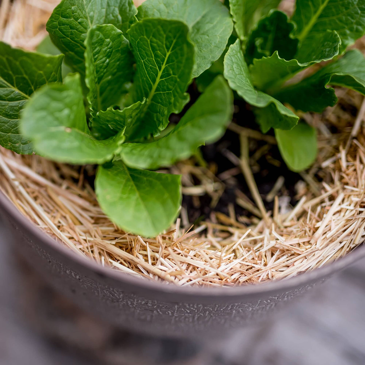 0.5 Cu. Ft. GardenStraw Mini Premium Mulch