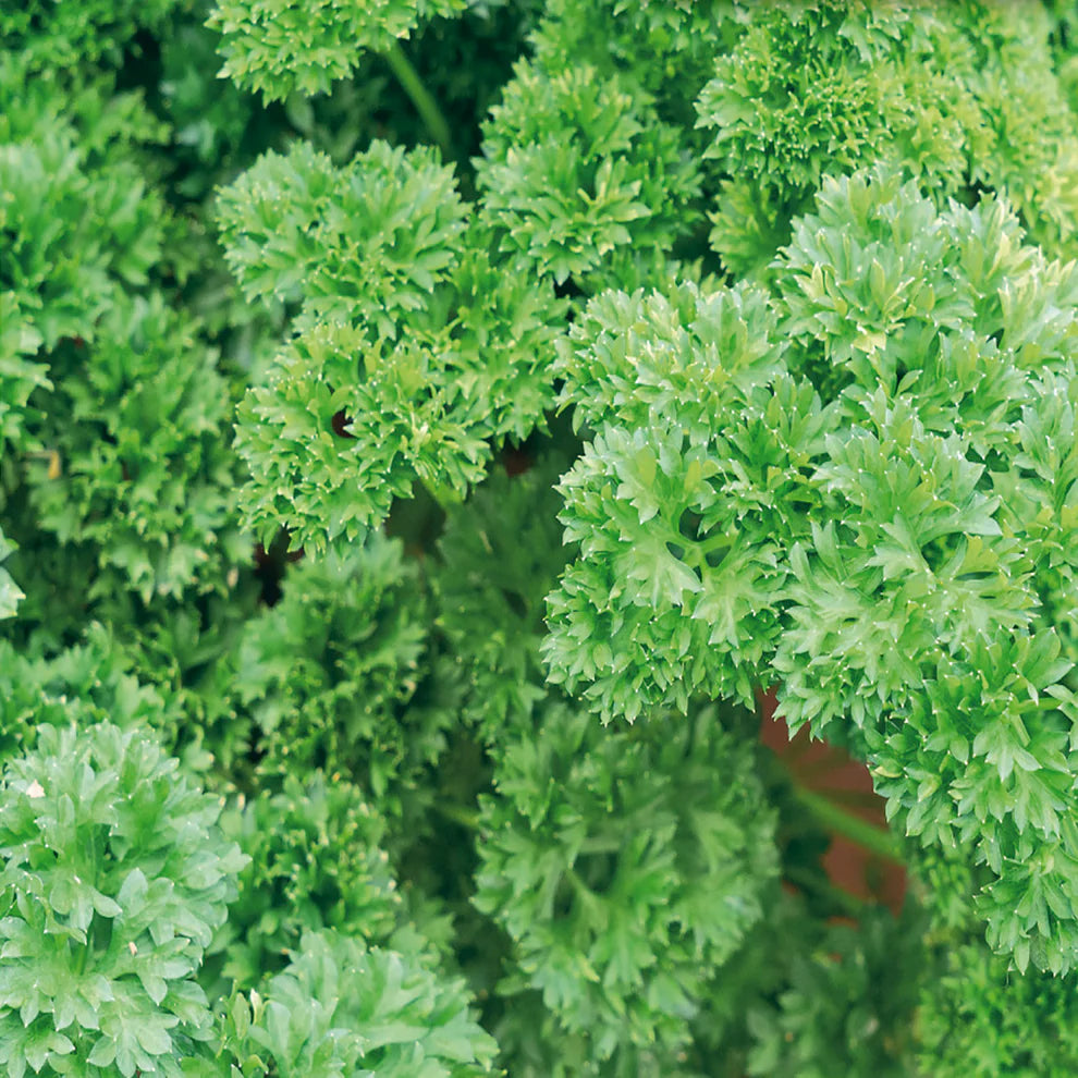 Champion Moss Curled Parsley Seeds