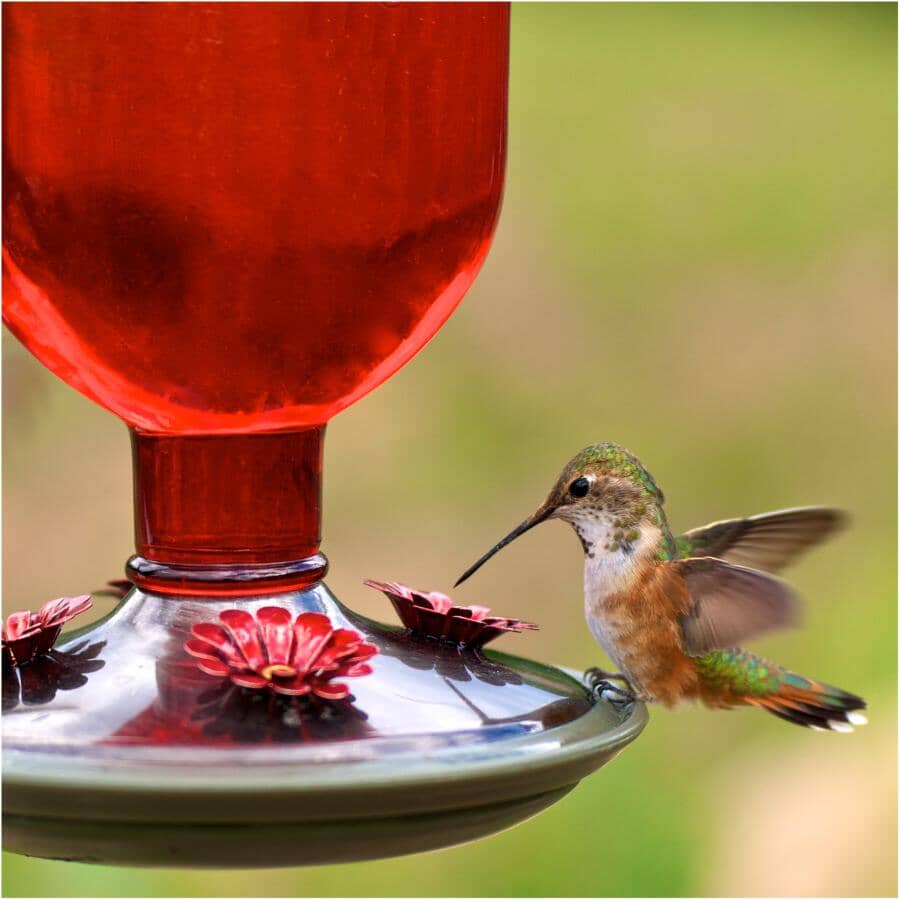 Antique Glass Bottle Hummingbird Feeder - Red, 16 oz