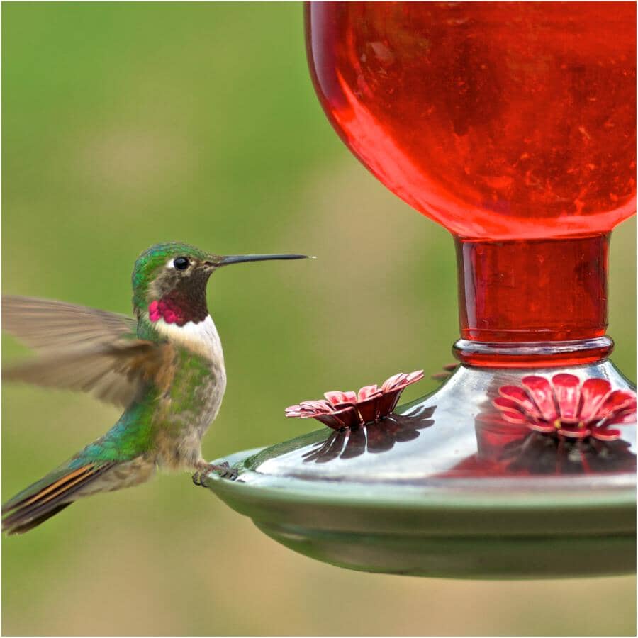 Antique Glass Bottle Hummingbird Feeder - Red, 16 oz