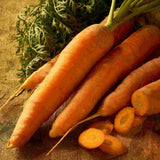 Scarlet Nantes Carrot Seeds - Value Size