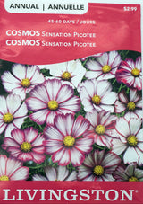 Picotee Cosmos Sensation Seeds