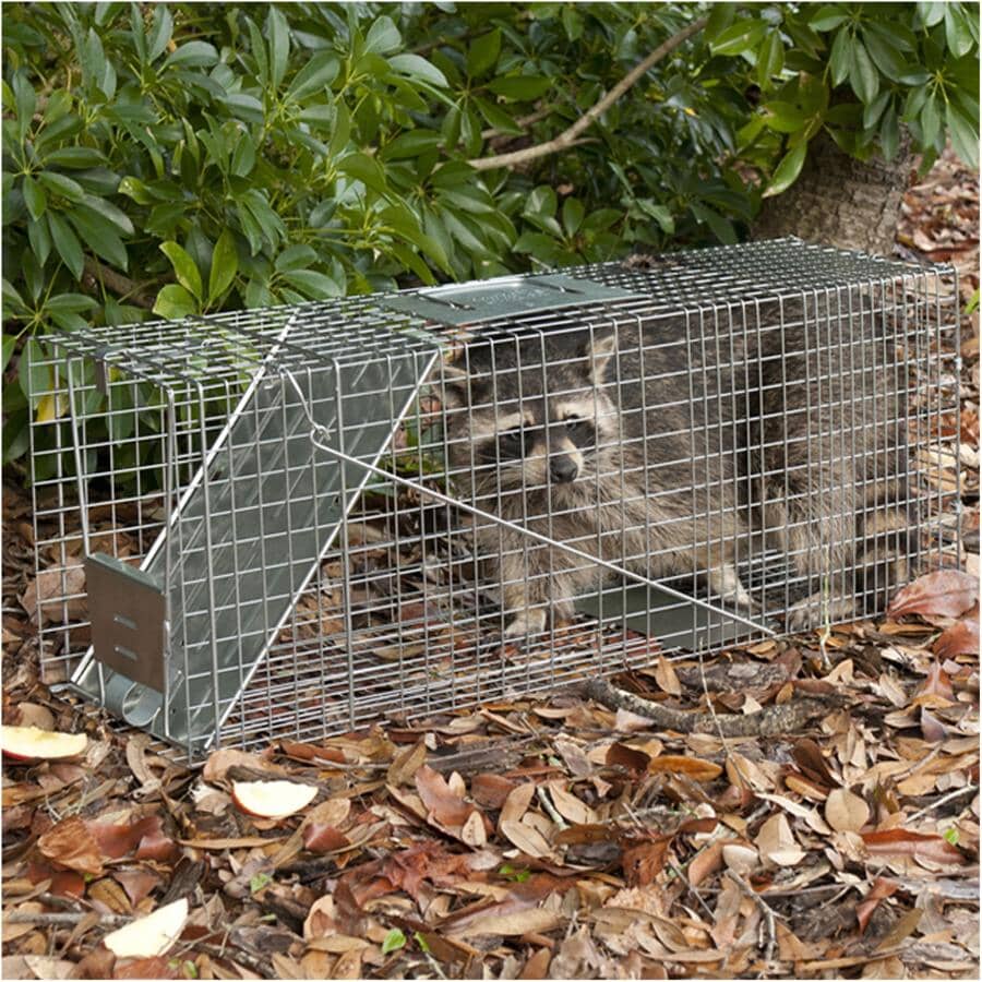 32" x 10" x 12" 1 Door Live Animal Trap