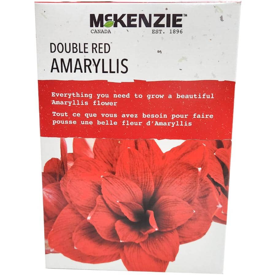 Double Red Amaryllis Kit - with Ceramic Pot