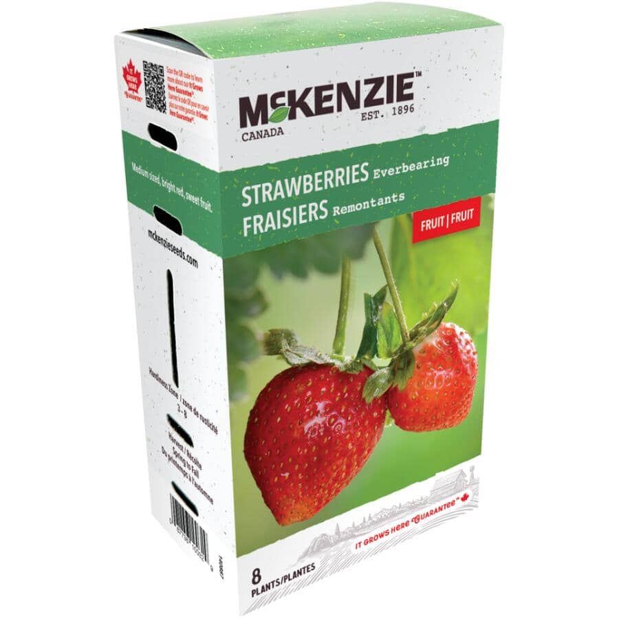 Everbearing Strawberry Bulbs