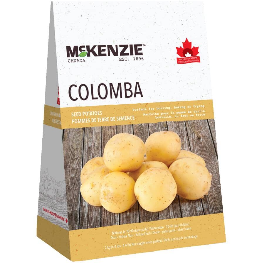 Yellow Colomba Seed Potatoes