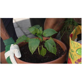 Organics Garden Mix for Vegetables & Herbs - 28.3 L